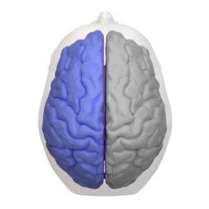 Left hemisphere of brain