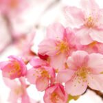 Pink Dogwood Flowers in a tree